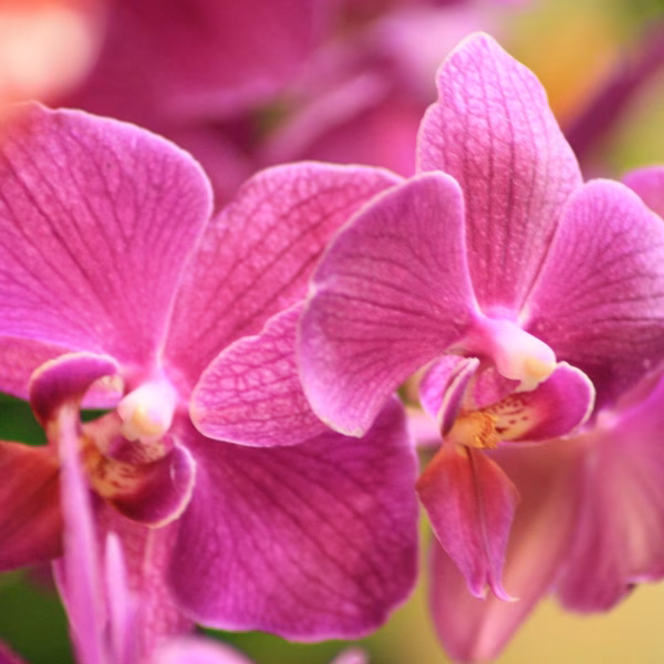 Rouwbloemen